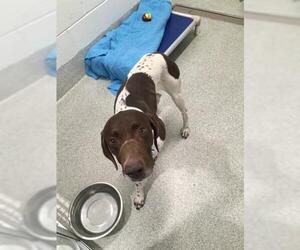 German Shorthaired Pointer Dogs for adoption in Fort Collins, CO, USA