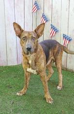 German Shepherd Dog Dogs for adoption in Inverness, FL, USA