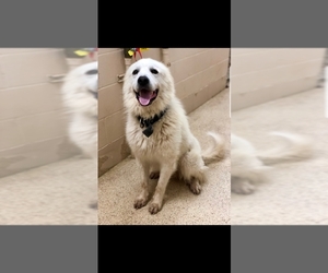 Great Pyrenees Dogs for adoption in toms river, NJ, USA