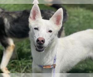- Mix Dogs for adoption in Tulsa, OK, USA