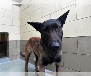 Mutt Dogs for adoption in Riverside, CA, USA