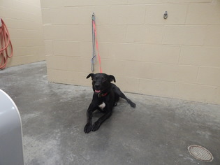 Boxador Dogs for adoption in Pikeville, KY, USA