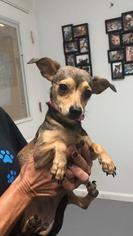 Chiweenie Dogs for adoption in Troy, IL, USA