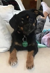 ShiChi Dogs for adoption in Nashville, TN, USA