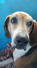 Bogle Dogs for adoption in Seminole, FL, USA