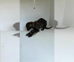 Doberman Pinscher Dogs for adoption in Houston, TX, USA