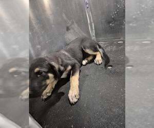 German Shepherd Dog-Unknown Mix Dogs for adoption in San Antonio, TX, USA