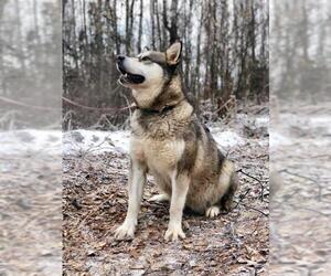 Alaskan Malamute Dogs for adoption in Anchorage, AK, USA