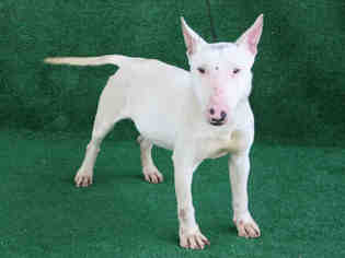 Bull Terrier Dogs for adoption in Hanford, CA, USA