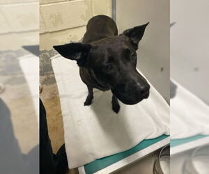 American Pit Bull Terrier Dogs for adoption in West Palm Beach, FL, USA