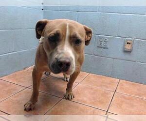 Mutt Dogs for adoption in Downey, CA, USA