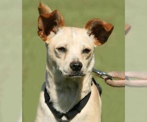 Chihuahua-Unknown Mix Dogs for adoption in North Fort Myers, FL, USA