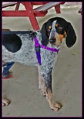 Bluetick Coonhound Dogs for adoption in Geneva, OH, USA