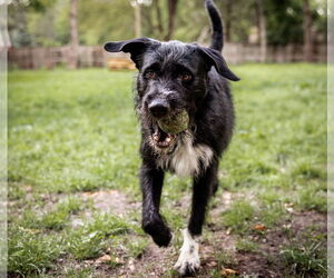 Poodle (Standard)-Unknown Mix Dogs for adoption in Princeton, MN, USA