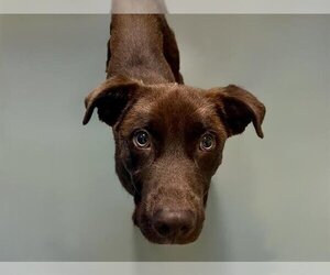 Labrador Retriever Dogs for adoption in Tulsa, OK, USA