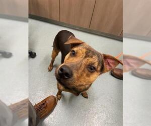 Labrador Retriever-Unknown Mix Dogs for adoption in Baytown, TX, USA