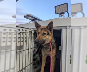 German Shepherd Dog Dogs for adoption in Bakersfield, CA, USA