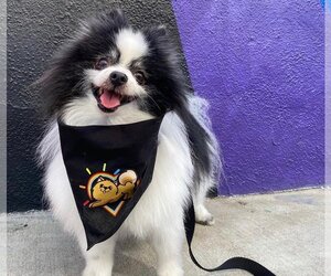 Pomeranian Dogs for adoption in Placentia, CA, USA