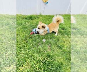 Mutt Dogs for adoption in Uwchlan, PA, USA
