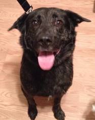 Labrador Retriever-Unknown Mix Dogs for adoption in Grimes, IA, USA