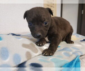 German Shepherd Dog-Unknown Mix Dogs for adoption in San Bernardino, CA, USA