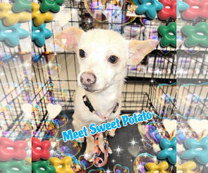Chihuahua-Parson Russell Terrier Mix Dogs for adoption in Pipe Creek, TX, USA