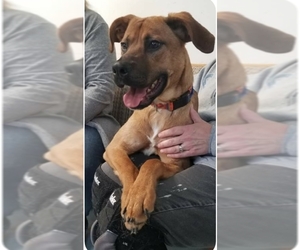 Mastador Dogs for adoption in Woodbridge, VA, USA