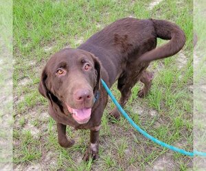 - Mix Dogs for adoption in Minneola, FL, USA