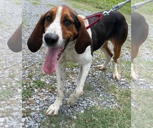 Treeing Walker Coonhound Dogs for adoption in Rustburg, VA, USA