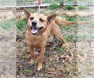 Chipin Dogs for adoption in Berkeley Springs, WV, USA