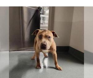 American Pit Bull Terrier Dogs for adoption in Baytown, TX, USA
