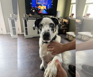 Great Pyrenees-Unknown Mix Dogs for adoption in Woodbury, NY, USA