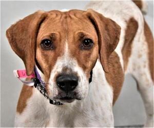 American Foxhound Dogs for adoption in Fort Collins, CO, USA