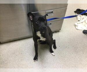 American Pit Bull Terrier-Unknown Mix Dogs for adoption in Riverside, CA, USA
