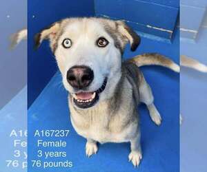 Anatolian Shepherd-Siberian Husky Mix Dogs for adoption in Calgary, Alberta, Canada