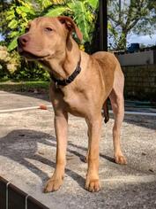 Vizsla Dogs for adoption in Sanford, FL, USA