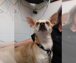 Chihuahua Dogs for adoption in Mt. Gilead, OH, USA