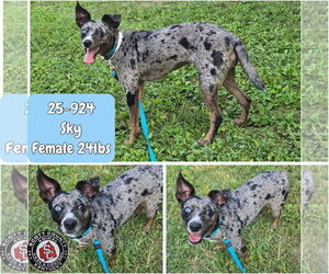Australian Shepherd-Chihuahua Mix Dogs for adoption in Georgetown, KY, USA