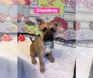 Mutt Dogs for adoption in Springdale, PA, USA