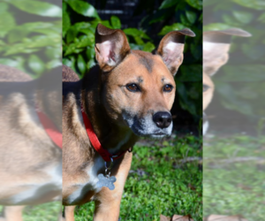 Carolina Dog-Unknown Mix Dogs for adoption in Cary, NC, USA