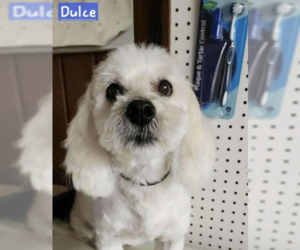 Poodle (Miniature)-Unknown Mix Dogs for adoption in Cranston, RI, USA