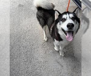 - Mix Dogs for adoption in Houston, TX, USA