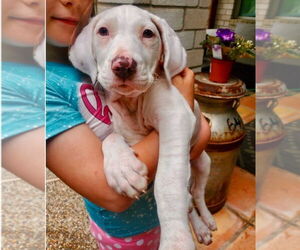 German Shorthaired Lab Dogs for adoption in Lakewood, CO, USA