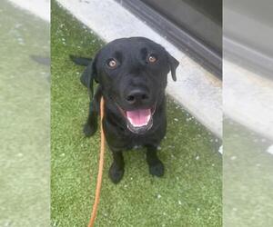 Labrador Retriever Dogs for adoption in Fayetteville, NC, USA