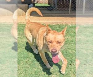 Siberian Husky-Unknown Mix Dogs for adoption in Plano, TX, USA