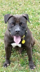 American Pit Bull Terrier-Staffordshire Bull Terrier Mix Dogs for adoption in North Ridgeville, OH, USA