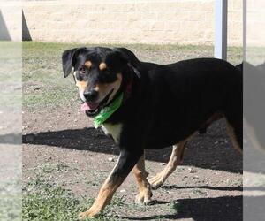 Rottweiler-Unknown Mix Dogs for adoption in San Antonio, TX, USA