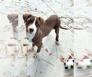 American Pit Bull Terrier-Labrador Retriever Mix Dogs for adoption in Oakhurst, NJ, USA