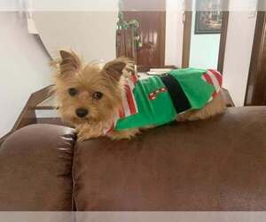 Mutt Dogs for adoption in Spring, TX, USA