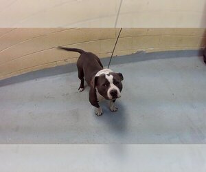 American Staffordshire Terrier Dogs for adoption in Tulsa, OK, USA